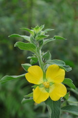 Aquatic yellow petal ludwigia peruvian primrose in the meadow. With vertical shot, bokeh blur background and copy space.