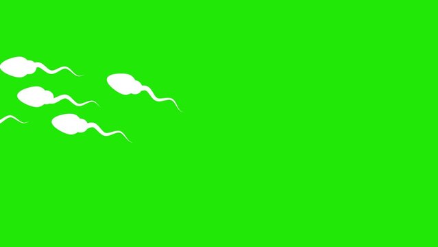Sperm swimming towards egg fertilization greenscreen cartoon animation
