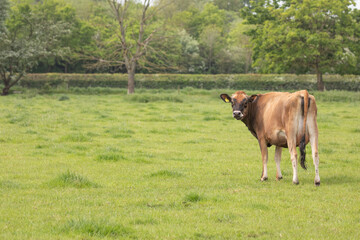 dairy cow in  a field 