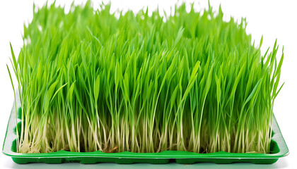 Close up young wheatgrass a green tray white background, generative ai