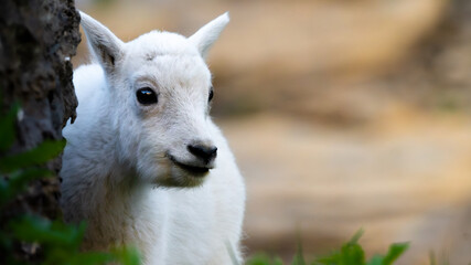Baby Mountain Goat in Glacier National Park