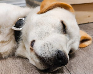 Close-up shot of an cute Labrador puppy sleeping.