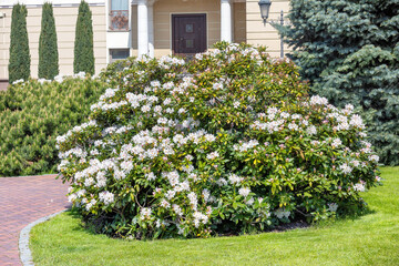 A lush flowering bush of white azalea against the backdrop of a house in a well-maintained spring garden.