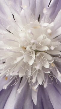 Lilac-colored chamomile flower with white stamens rotates on a black background, macro. Vertical video.