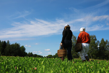 The forester collects mushrooms in the forest. Harvesting wild mushrooms. Hike to the forest park with fly agarics.