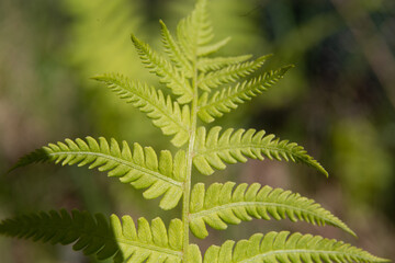 Leaf of fresh fern close-up. Macro photography of plants.