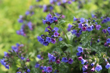 The first spring flowers of the medunica. Pulmonaria officinalis.