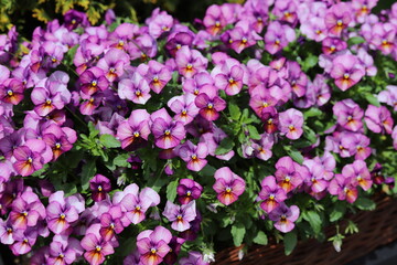 Violet pansy flowers. Pansies in the garden, close up.