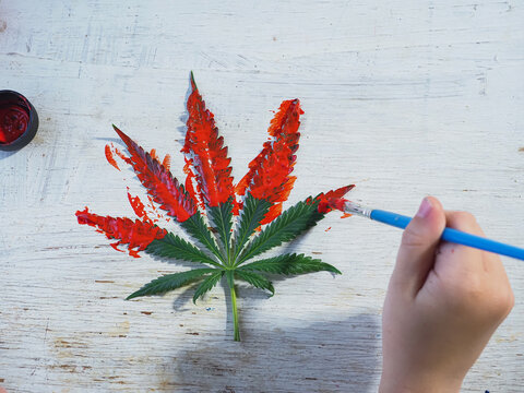 Child's hand draws cannabis leaf on a white wooden background, top view