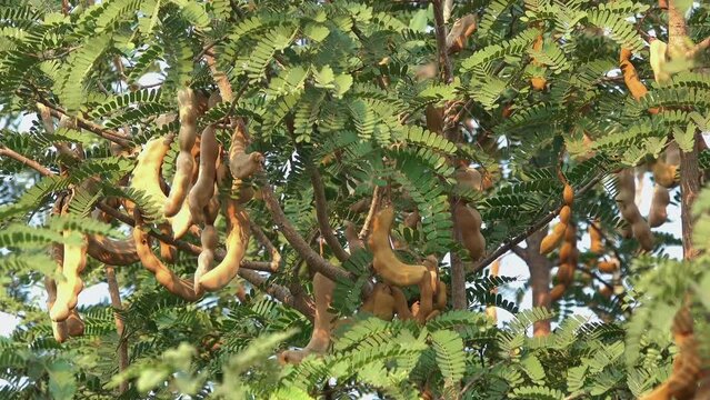 Group of tamarind fruit on a tree