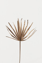 Dried palm branch in neutral colours. Minimal aesthetic floral background.