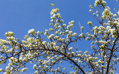 Natural spring background of blossoming apple tree branches against a blue sky in a city park on a sunny spring day