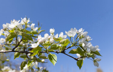 Beautiful blossoming apple tree branches against a blue sky in a city park on a sunny spring day. Natural spring floral background