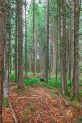 Fototapeta premium Schwarzwald forest in southwestern Germany