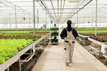Interior of agricultural greenhouse with farm workers harvesting eco friendly leafy vegetables crops in fertilized soil rows. Sustainable regenerative local agriculture in certified organic bio farm.