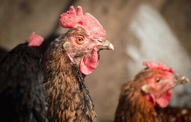 Fototapeta na wymiar Portrait of a rooster on a farm. Close-up