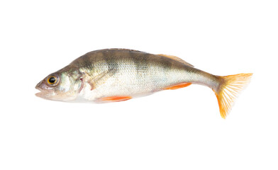 Fototapeta premium Perch fish isolated on a white background.