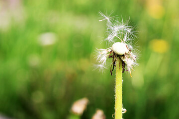 Dandelion macro, a flower on a green background