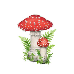 Fly agaric forest mushroom with green moss. Watercolor illustration. Hand drawn fungi amanita muscaria vintage style decor. Group of fly agaric mushrooms with forest herbs. White background