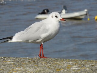 Mouette
