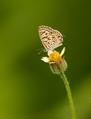 Fototapeta premium Zebra blue butterfly feeding on Coat buttons wild flower