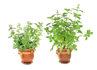 Lemon basil (Hoary basil, Ocimum africanum) and peppermint. Sprigs of Thai lemon basil and peppermint in flowerpots. Lao basil bush and mint in clay flower pot. Isolated on white background