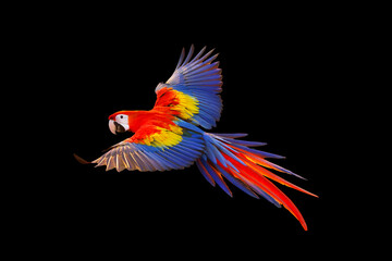 Scarlet macaw parrot flying isolated on black background. © Passakorn