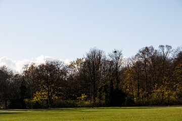 Fototapeta na wymiar Trees, sky and field in a park
