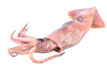 Squid on a white background isolated