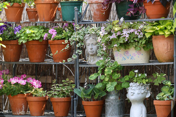 Fototapeta na wymiar Beautiful green wall with lots of different plants in old clay pots, other flowering plants as fuchsias, pelargonium and busy lizzy with shabby chic decoration in a secluded garden Patio 