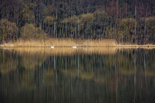 Swans on a spring time lake