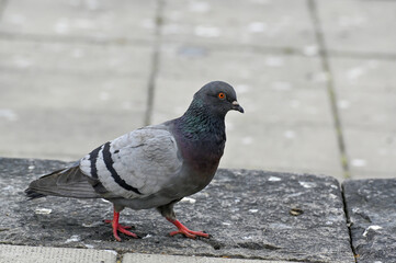 A dove walking around in Orebro city center