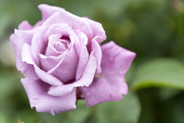バラ　雨露　紫の薔薇
