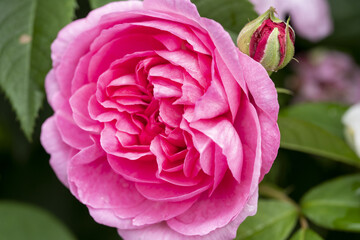 バラ　ピンクの薔薇　大輪