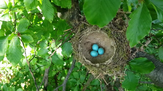 Nest of Mistle Thrush with eggs (Turdus viscivorus) - (4K)