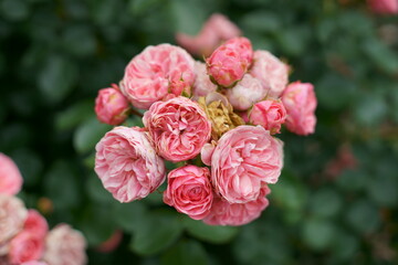 The flowers are starting to bloom