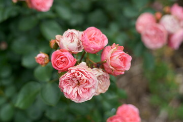 The flowers are starting to bloom