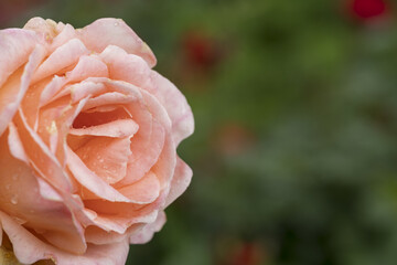 薄いピンクのバラ　リメンブランス