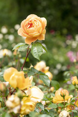 黄色い薔薇　バラ