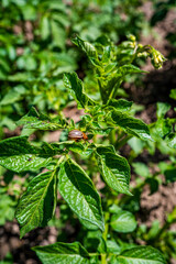 Colorado potato beetle eats potato leaves.