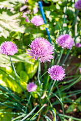 Chive herb flowers on beautiful bokeh background.