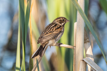 A female common reed bunting on a reed