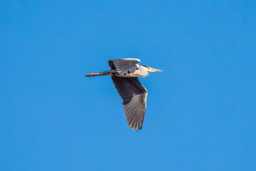 Obraz premium Grey heron flying