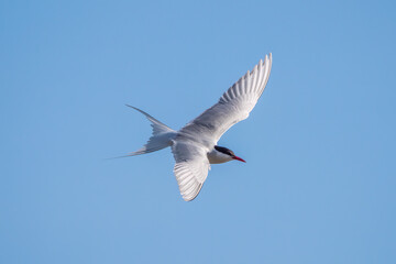 Fototapeta premium Common tern flying