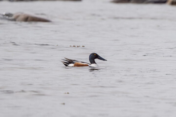 Northern shoveler swimming