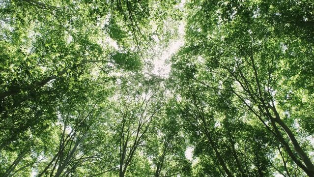 森の風景　ブナの新緑とこもれび