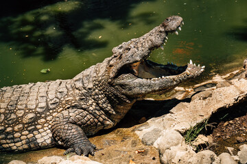 Portrait of Nile crocodile open a huge jaw with big teeth drying a mouth after the good lunch. La Vanille Nature Park zoo on Mauritius island. Beauty in Nature concept photo.