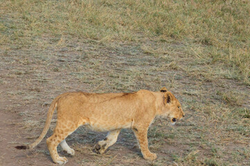 Lion cub (Panthera leo) walking in savannah in Serengeti national park, Tanzania