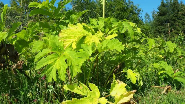 Hogweed, Cow Parsnip, Heracleum sphodylium. One of our favourite wild foods with three edible crops but because of the phototoxicity of Giant Hogweed, Heracleum mantegazzianum, you can be wary of it