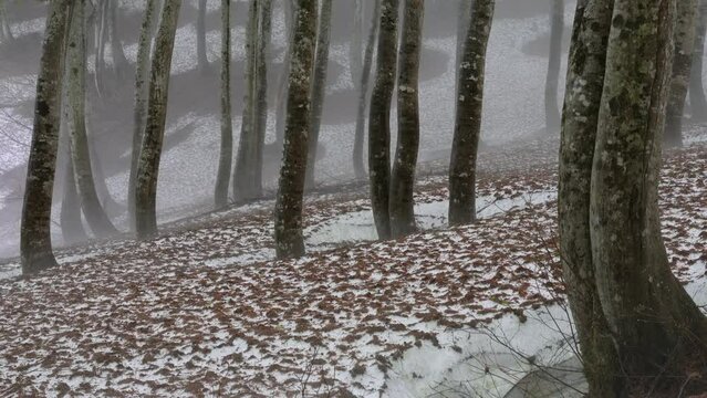 森の風景　霧が漂う残雪と新緑のブナの森